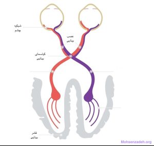 مسیر اعصاب بینایی در مغز به همراه کیاسمای بینایی